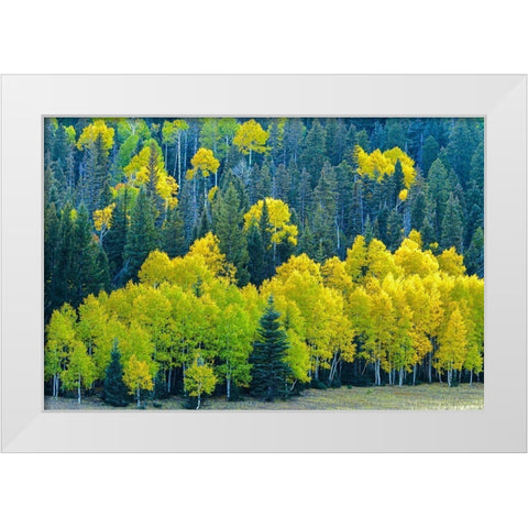 Arizona-Grand Canyon National Park Autumn aspens in Grand Canyon  White Modern Wood Framed Art Print by Jaynes Gallery