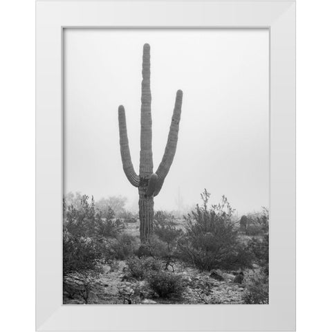 Arizona-Buckeye Black and white of saguaro cactus in fog  White Modern Wood Framed Art Print by Jaynes Gallery