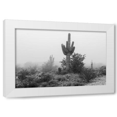 Arizona-Buckeye Black and white of saguaro cactus in fog  White Modern Wood Framed Art Print by Jaynes Gallery