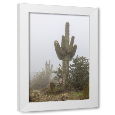 Arizona-Buckeye Saguaro cactus in fog  White Modern Wood Framed Art Print by Jaynes Gallery