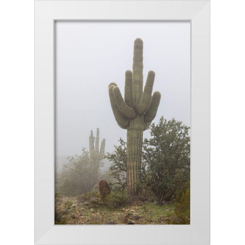 Arizona-Buckeye Saguaro cactus in fog  White Modern Wood Framed Art Print by Jaynes Gallery
