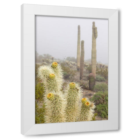 Arizona-Buckeye Saguaro and cholla cacti in fog  White Modern Wood Framed Art Print by Jaynes Gallery