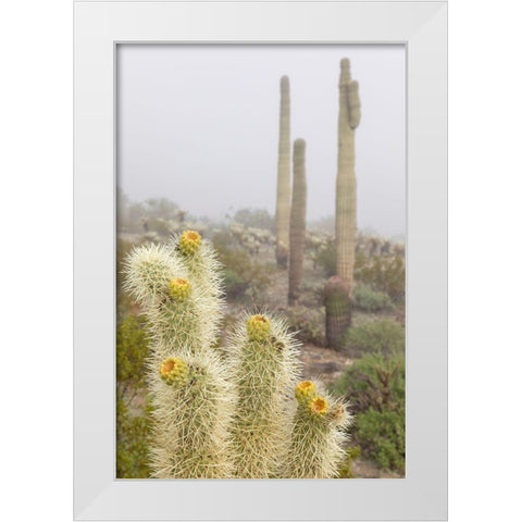 Arizona-Buckeye Saguaro and cholla cacti in fog  White Modern Wood Framed Art Print by Jaynes Gallery