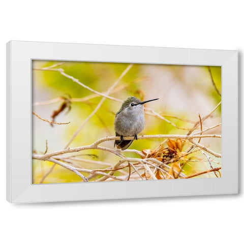 Arizona-Lake Havasu City Female Annas hummingbird on limb  White Modern Wood Framed Art Print by Jaynes Gallery