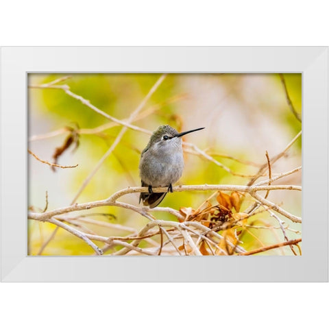 Arizona-Lake Havasu City Female Annas hummingbird on limb  White Modern Wood Framed Art Print by Jaynes Gallery