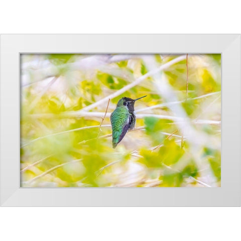 Arizona-Lake Havasu City Male Annas hummingbird on limb  White Modern Wood Framed Art Print by Jaynes Gallery