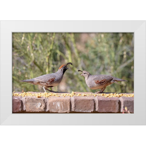 USA-Arizona-Buckeye-Pair of Gambels quail feeding on brick wall White Modern Wood Framed Art Print by Jaynes Gallery
