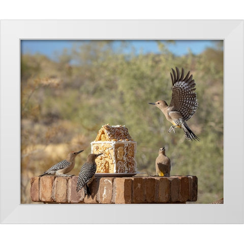 USA-Arizona-Buckeye-Gila woodpeckers and house made with bird seed and suet White Modern Wood Framed Art Print by Jaynes Gallery