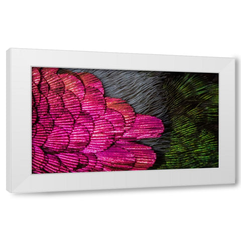 USA-Arizona-Close-up of hummingbird feathers White Modern Wood Framed Art Print by Jaynes Gallery
