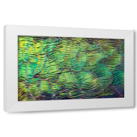 USA-Arizona-Close-up of hummingbird feathers White Modern Wood Framed Art Print by Jaynes Gallery