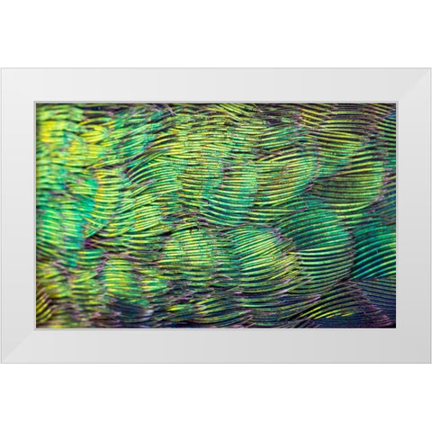 USA-Arizona-Close-up of hummingbird feathers White Modern Wood Framed Art Print by Jaynes Gallery