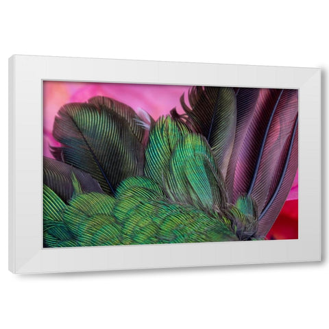USA-Arizona-Close-up of hummingbird feathers White Modern Wood Framed Art Print by Jaynes Gallery