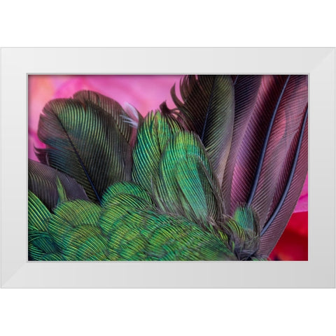 USA-Arizona-Close-up of hummingbird feathers White Modern Wood Framed Art Print by Jaynes Gallery