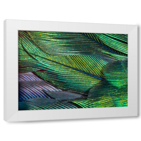 USA-Arizona-Close-up of hummingbird feathers White Modern Wood Framed Art Print by Jaynes Gallery