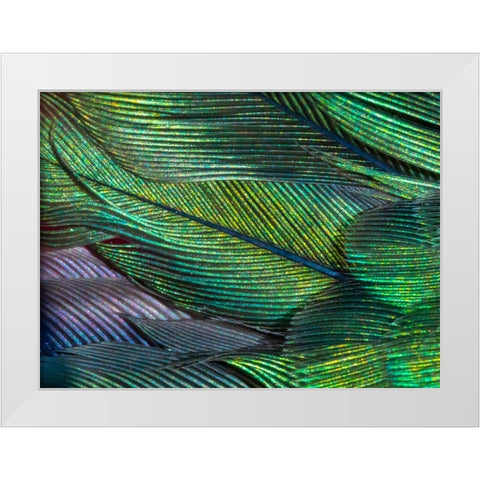 USA-Arizona-Close-up of hummingbird feathers White Modern Wood Framed Art Print by Jaynes Gallery