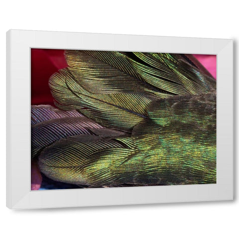 USA-Arizona-Close-up of hummingbird feathers White Modern Wood Framed Art Print by Jaynes Gallery
