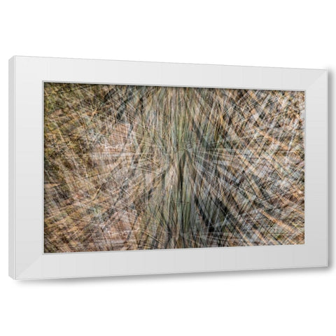 USA-Arizona-Phoenix-Yucca cactus abstract White Modern Wood Framed Art Print by Jaynes Gallery