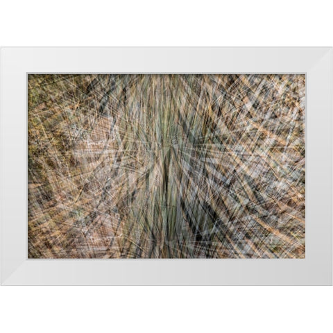 USA-Arizona-Phoenix-Yucca cactus abstract White Modern Wood Framed Art Print by Jaynes Gallery