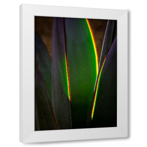 USA-Arizona-Phoenix-Backlit variegated agave cactus White Modern Wood Framed Art Print by Jaynes Gallery