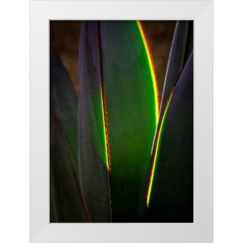 USA-Arizona-Phoenix-Backlit variegated agave cactus White Modern Wood Framed Art Print by Jaynes Gallery