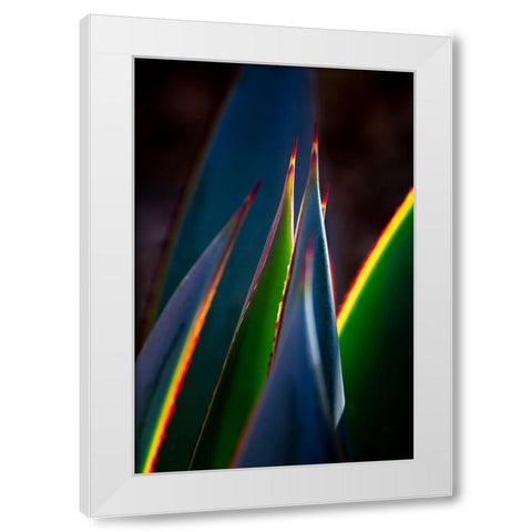 USA-Arizona-Phoenix-Backlit variegated agave cactus White Modern Wood Framed Art Print by Jaynes Gallery