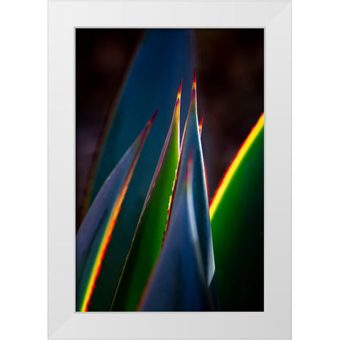 USA-Arizona-Phoenix-Backlit variegated agave cactus White Modern Wood Framed Art Print by Jaynes Gallery