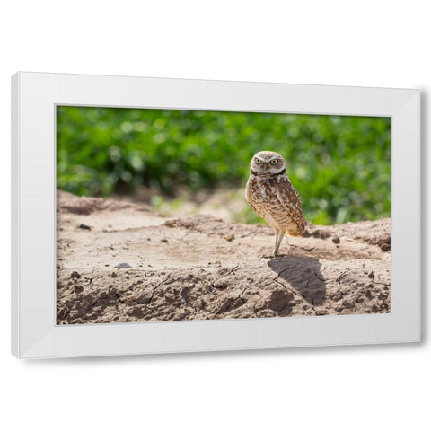 USA-Arizona-Burrowing owl close-up White Modern Wood Framed Art Print by Jaynes Gallery