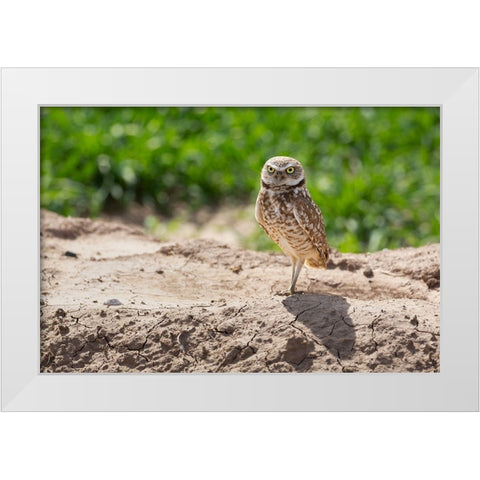 USA-Arizona-Burrowing owl close-up White Modern Wood Framed Art Print by Jaynes Gallery