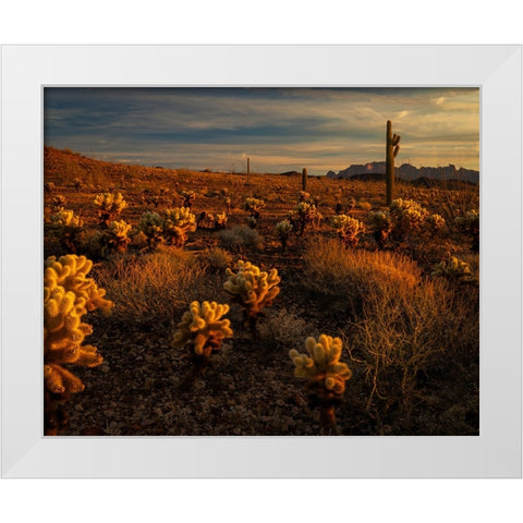USA-Arizona-Kofa National Wildlife Area-Mountain and desert landscape at sunrise White Modern Wood Framed Art Print by Jaynes Gallery