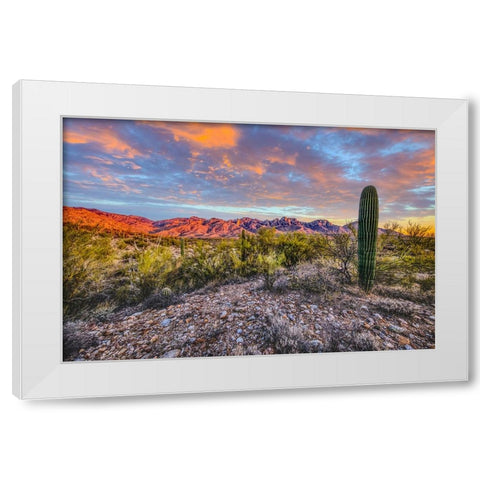 USA- Arizona- Catalina State Park. Sunset landscape with Catalina Mountains and desert. White Modern Wood Framed Art Print by Jaynes Gallery