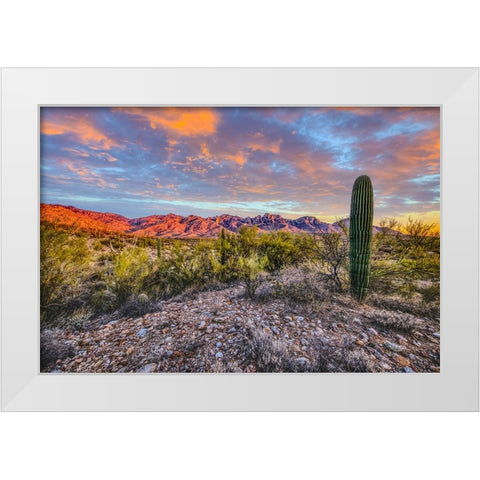 USA- Arizona- Catalina State Park. Sunset landscape with Catalina Mountains and desert. White Modern Wood Framed Art Print by Jaynes Gallery