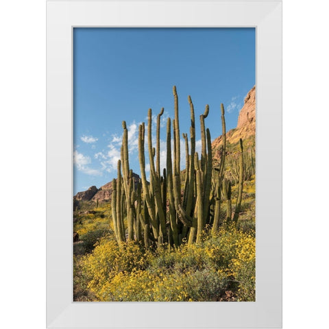 Arizona A landscape of Organ pipe cactus and blooming Brittlebush in Organ Pipe National Monument White Modern Wood Framed Art Print by Tharp, Brenda
