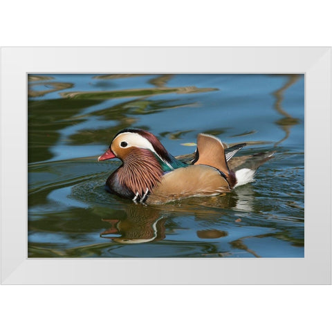 Arizona A male Mandarin Duck and reflection White Modern Wood Framed Art Print by Tharp, Brenda