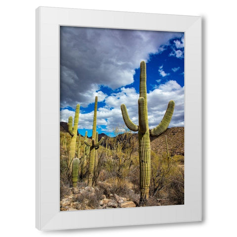 Saguaro Cactus in the Santa Catalina Mountains in Coronado National Forest in Tucson-Arizona-USA White Modern Wood Framed Art Print by Haney, Chuck