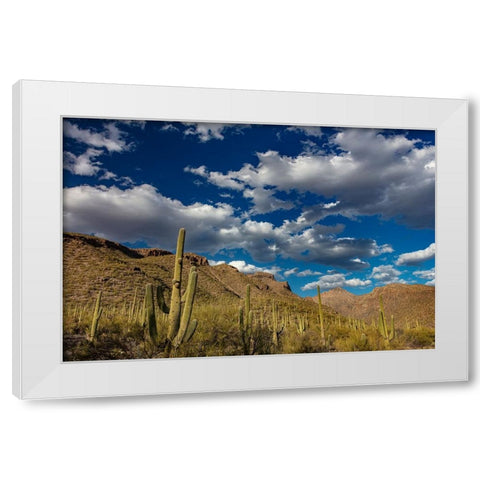 Saguaro Cactus in the Santa Catalina Mountains in Coronado National Forest in Tucson-Arizona-USA White Modern Wood Framed Art Print by Haney, Chuck