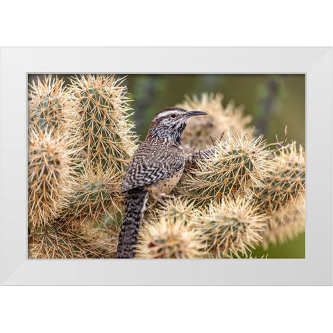 Cactus Wren nest building in teddy bear cholla at the Arizona Sonoran Desert Museum in Tucson-Arizo White Modern Wood Framed Art Print by Haney, Chuck