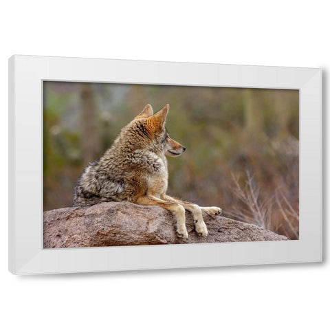 Coyote at the Arizona Sonoran Desert Museum in Tucson-Arizona-USA White Modern Wood Framed Art Print by Haney, Chuck