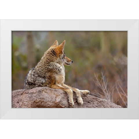 Coyote at the Arizona Sonoran Desert Museum in Tucson-Arizona-USA White Modern Wood Framed Art Print by Haney, Chuck