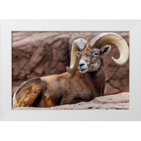 Desert Bighorn Sheep Ram at the Arizona Sonoran Desert Museum in Tucson-Arizona-USA White Modern Wood Framed Art Print by Haney, Chuck