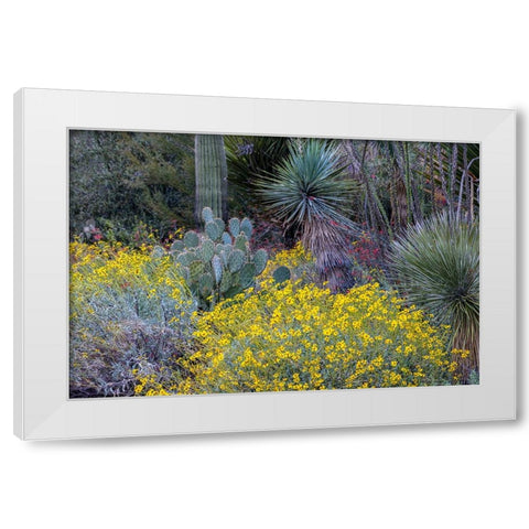 Spring floral desert gardens at the Arizona Sonoran Desert Museum in Tucson-Arizona-USA White Modern Wood Framed Art Print by Haney, Chuck