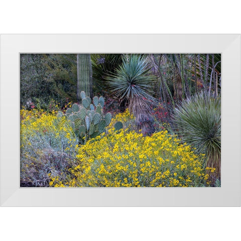 Spring floral desert gardens at the Arizona Sonoran Desert Museum in Tucson-Arizona-USA White Modern Wood Framed Art Print by Haney, Chuck