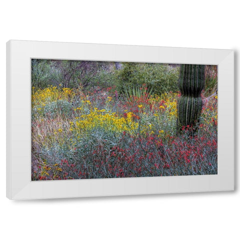 Spring floral desert gardens at the Arizona Sonoran Desert Museum in Tucson-Arizona-USA White Modern Wood Framed Art Print by Haney, Chuck