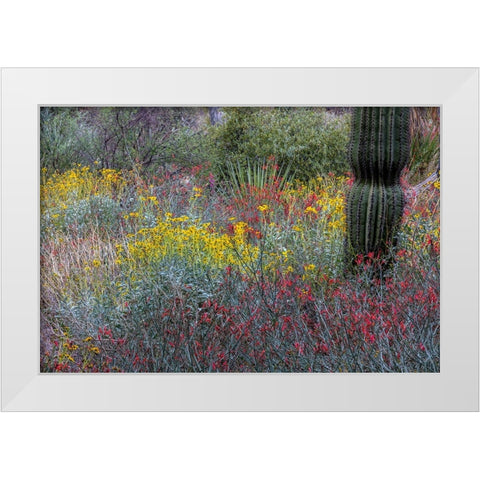 Spring floral desert gardens at the Arizona Sonoran Desert Museum in Tucson-Arizona-USA White Modern Wood Framed Art Print by Haney, Chuck