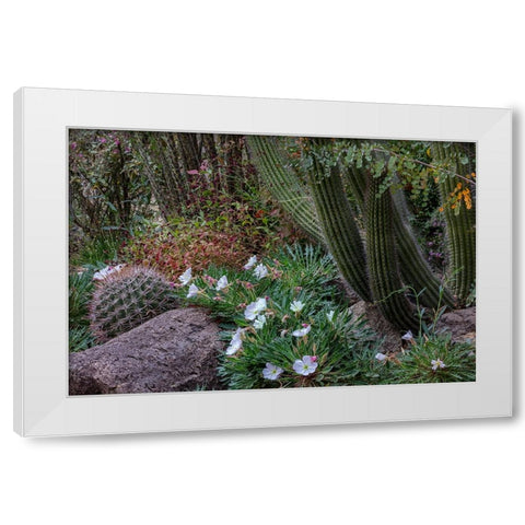 Spring floral desert gardens at the Arizona Sonoran Desert Museum in Tucson-Arizona-USA White Modern Wood Framed Art Print by Haney, Chuck