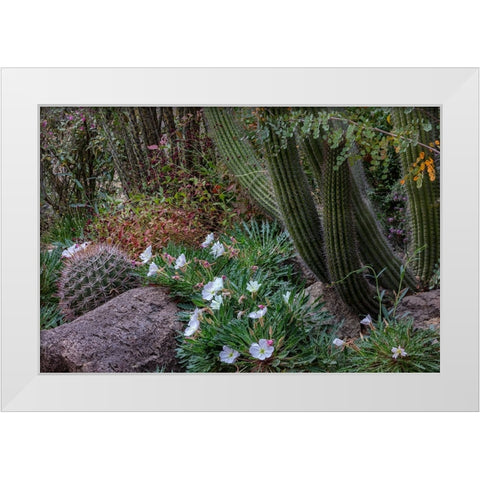 Spring floral desert gardens at the Arizona Sonoran Desert Museum in Tucson-Arizona-USA White Modern Wood Framed Art Print by Haney, Chuck