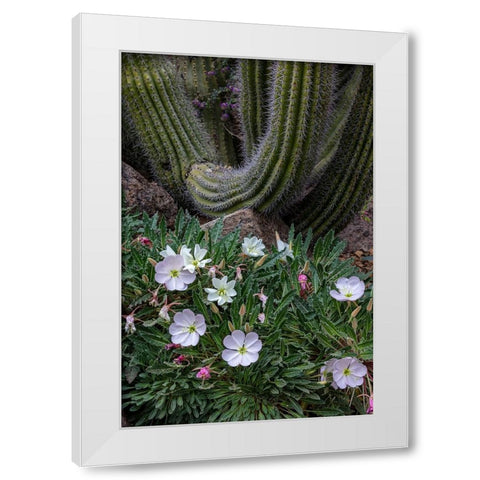 Spring floral desert gardens at the Arizona Sonoran Desert Museum in Tucson-Arizona-USA White Modern Wood Framed Art Print by Haney, Chuck