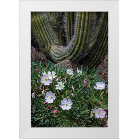 Spring floral desert gardens at the Arizona Sonoran Desert Museum in Tucson-Arizona-USA White Modern Wood Framed Art Print by Haney, Chuck