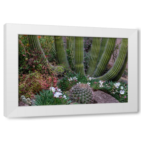 Spring floral desert gardens at the Arizona Sonoran Desert Museum in Tucson-Arizona-USA White Modern Wood Framed Art Print by Haney, Chuck
