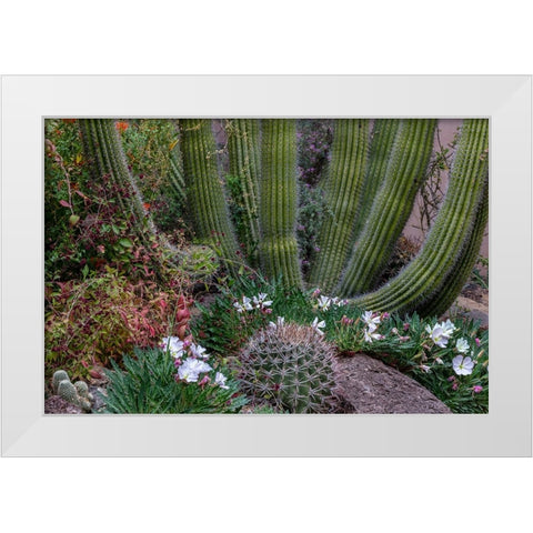 Spring floral desert gardens at the Arizona Sonoran Desert Museum in Tucson-Arizona-USA White Modern Wood Framed Art Print by Haney, Chuck