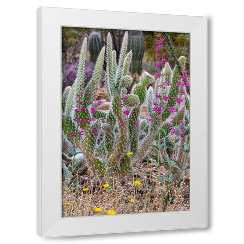 Wooly Jacket Prickly Pear Cactus and Penstemon at the Arizona Sonoran Desert Museum in Tucson-Arizo White Modern Wood Framed Art Print by Haney, Chuck